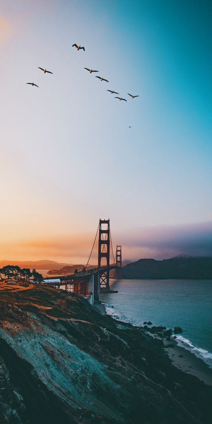 birds flying over the golden gate bridge at sunset