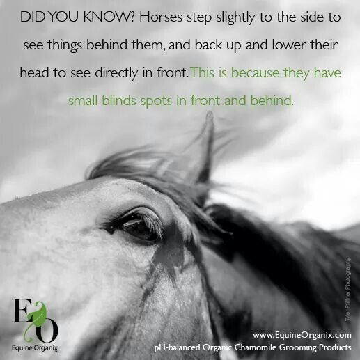 a black and white photo of a horse's face with the words, did you know? horses step slightly to the side to see things behind them