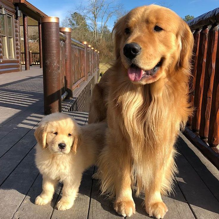 two golden retrievers standing on a deck next to each other and looking at the camera