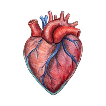 a drawing of a human heart