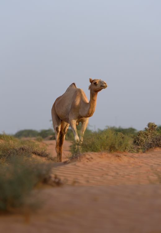 a single camel walking through the desert