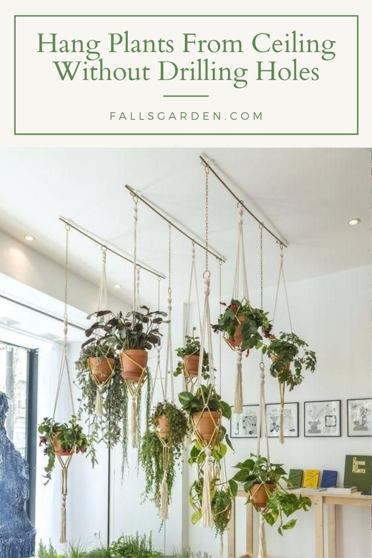 several hanging plants in pots on the wall