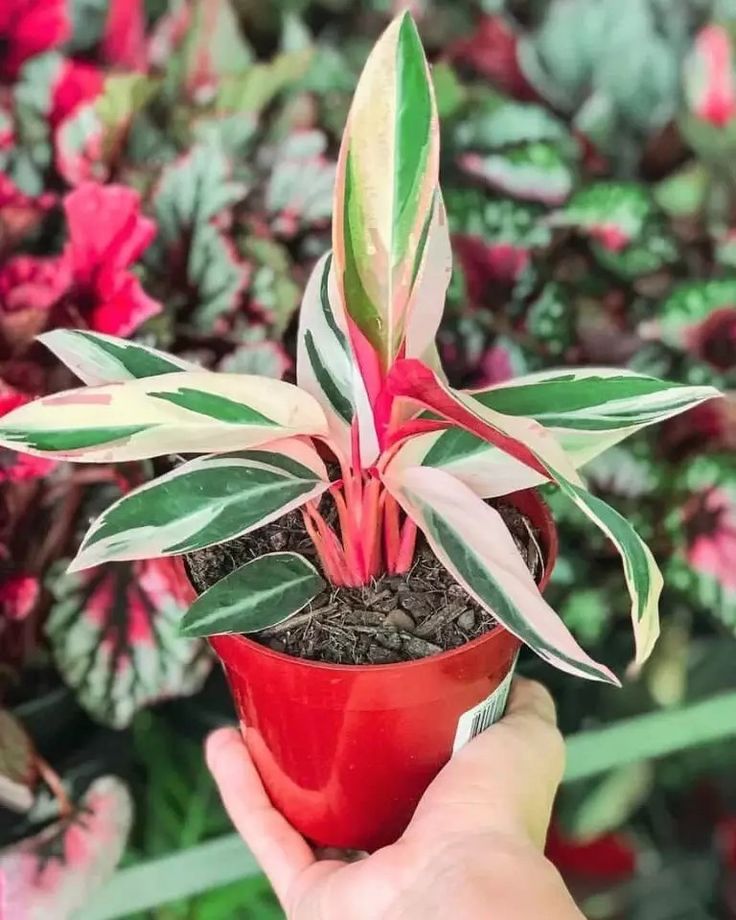 a hand holding a small potted plant with red and green leaves on it's side