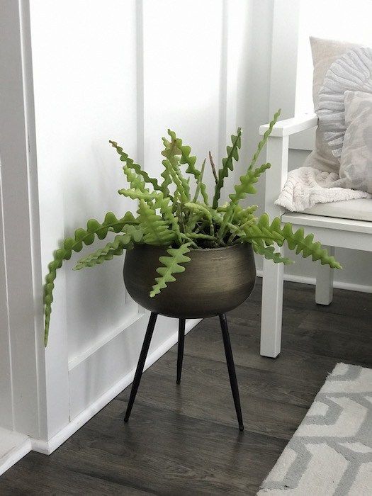 a potted plant sitting on top of a wooden table next to a white chair