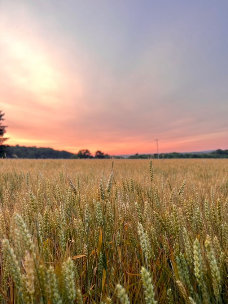 the sun is setting over a wheat field