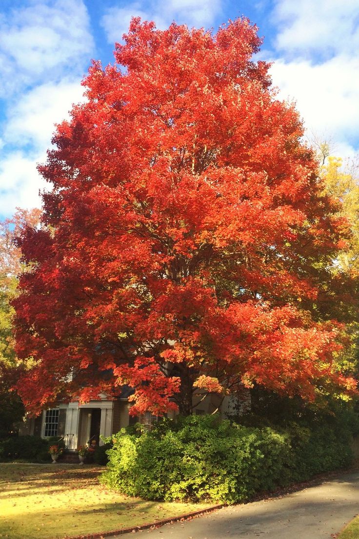 an orange tree with red leaves in front of a house on a sunny fall day