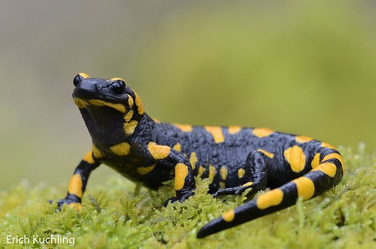 a black and yellow lizard sitting on top of green moss