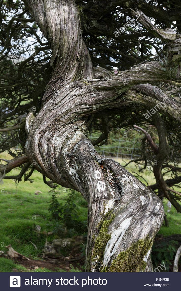 an old tree with twisted branches in the middle of a grassy field - stock photo