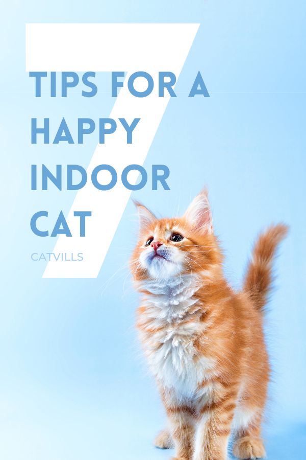 an orange and white cat with the words 7 tips for a happy indoor cat