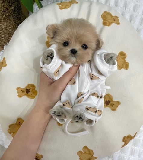 a person holding a small puppy in a diaper on top of a white blanket