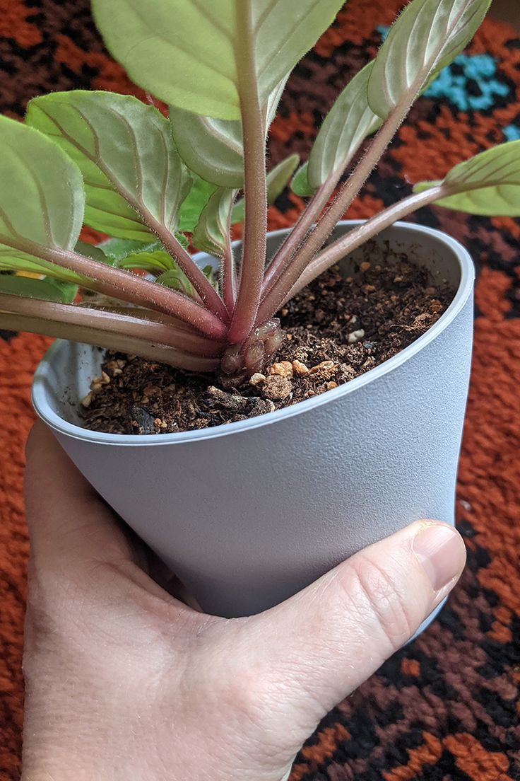 a hand holding a potted plant with green leaves