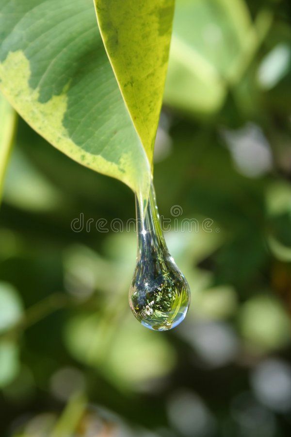 a drop of water hanging from a green leaf