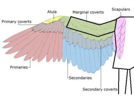 the parts of an angel's wings are labeled in this diagram, which shows their colors