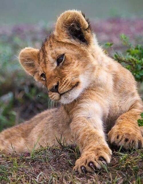 a young lion cub laying on the ground looking at the camera with its front paws in the air