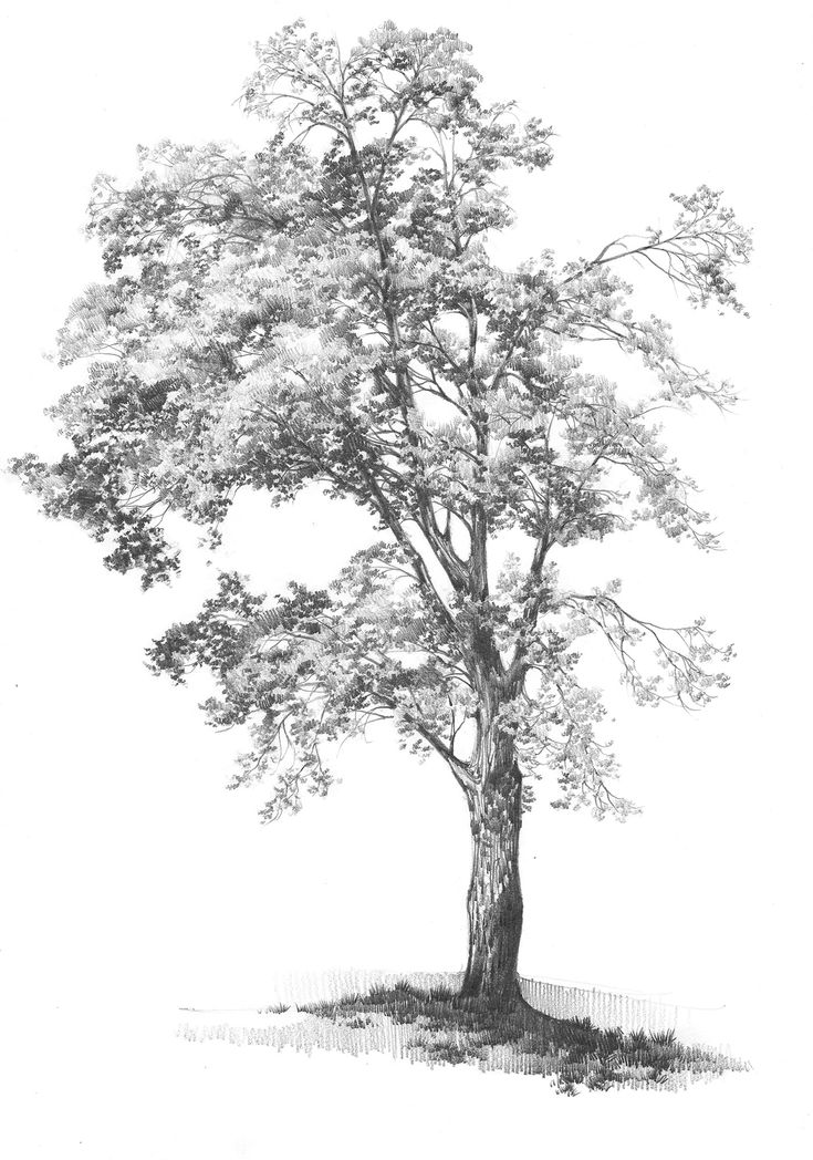 a pencil drawing of a tree on a white background