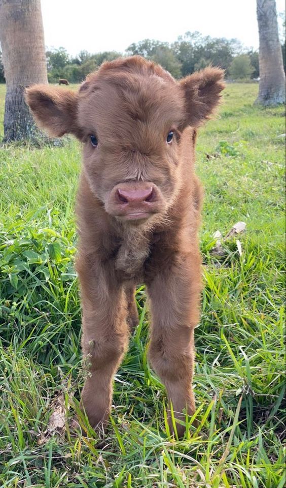 COW Adorable Farm Animals, Cute Cow Lockscreen, Shampooed Cows, Fuzzy Cows, Cute Animals Drawings, Cows Cute, Brindle Dog, Farm Animal Paintings, Miniature Cows