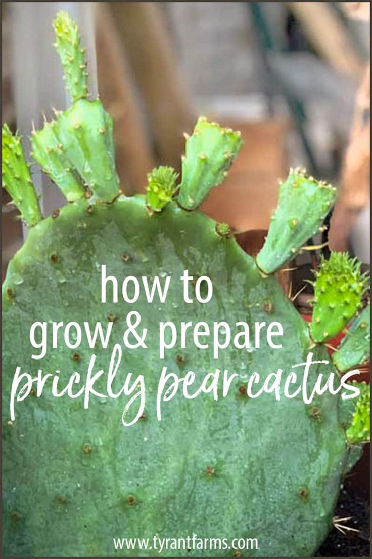 a green cactus with the words how to grow and prepare prickly pear cactus