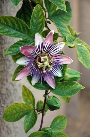 a purple and white flower is growing on a tree