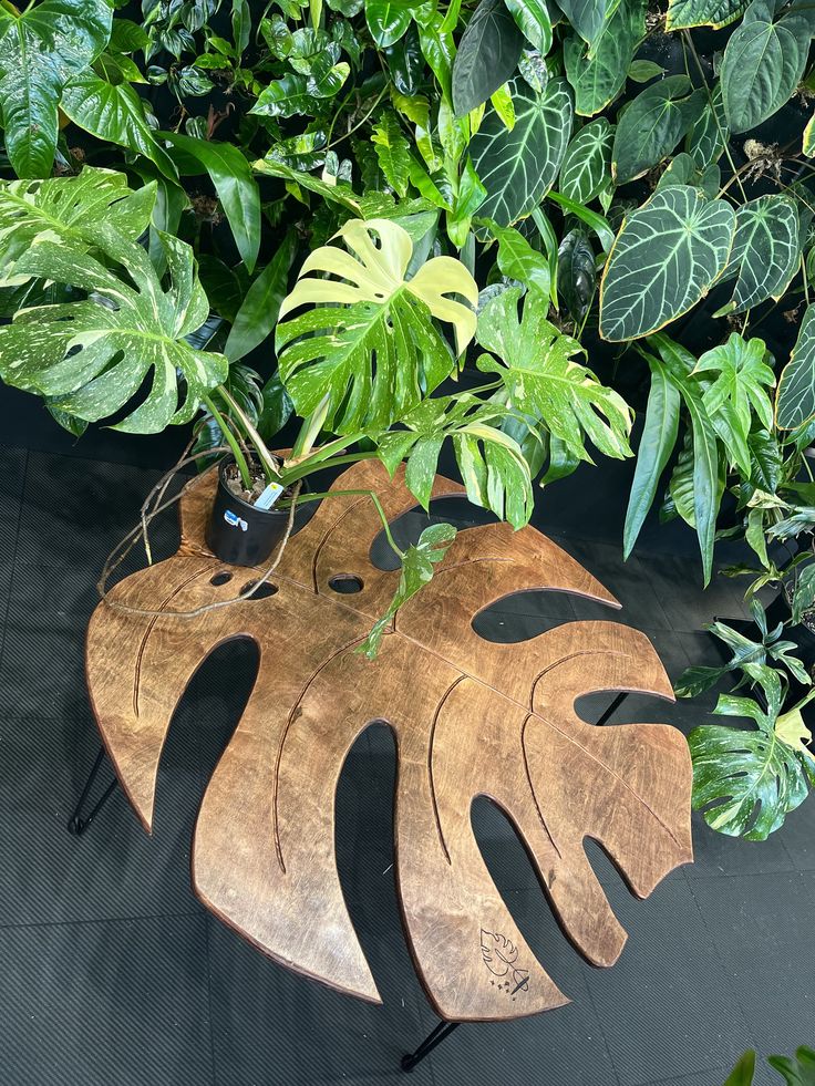 a wooden table topped with a plant next to a potted green leafy plant