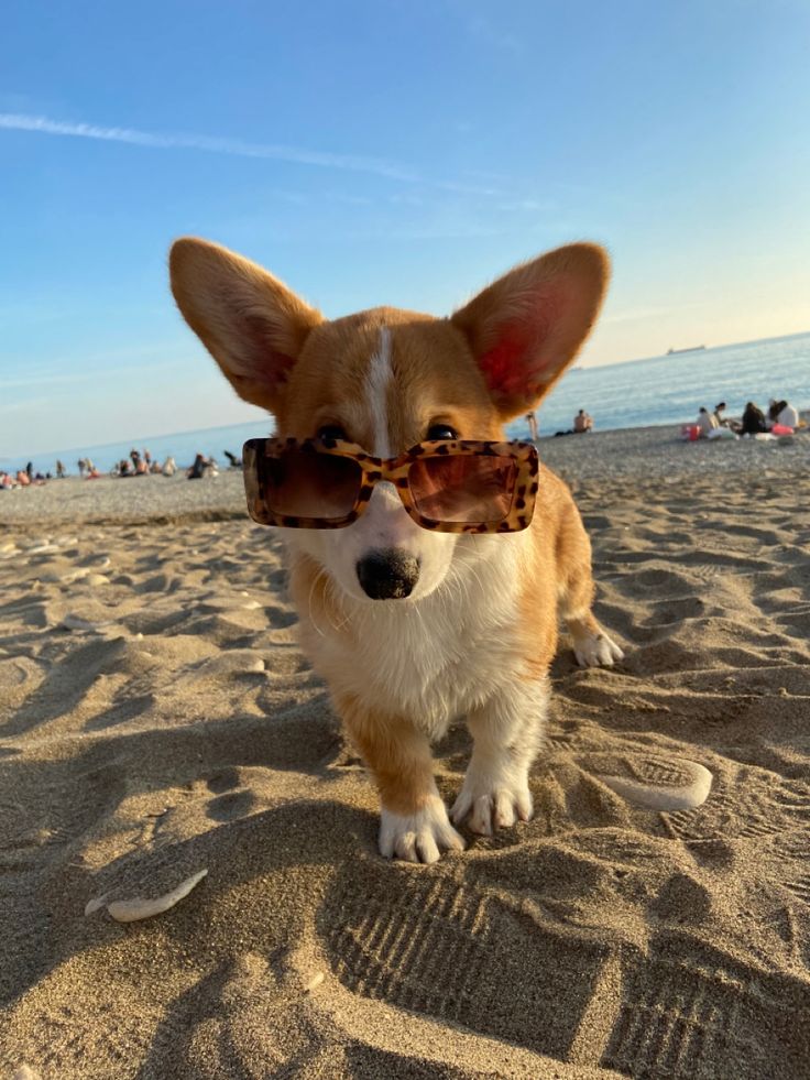 a small dog wearing sunglasses on the beach