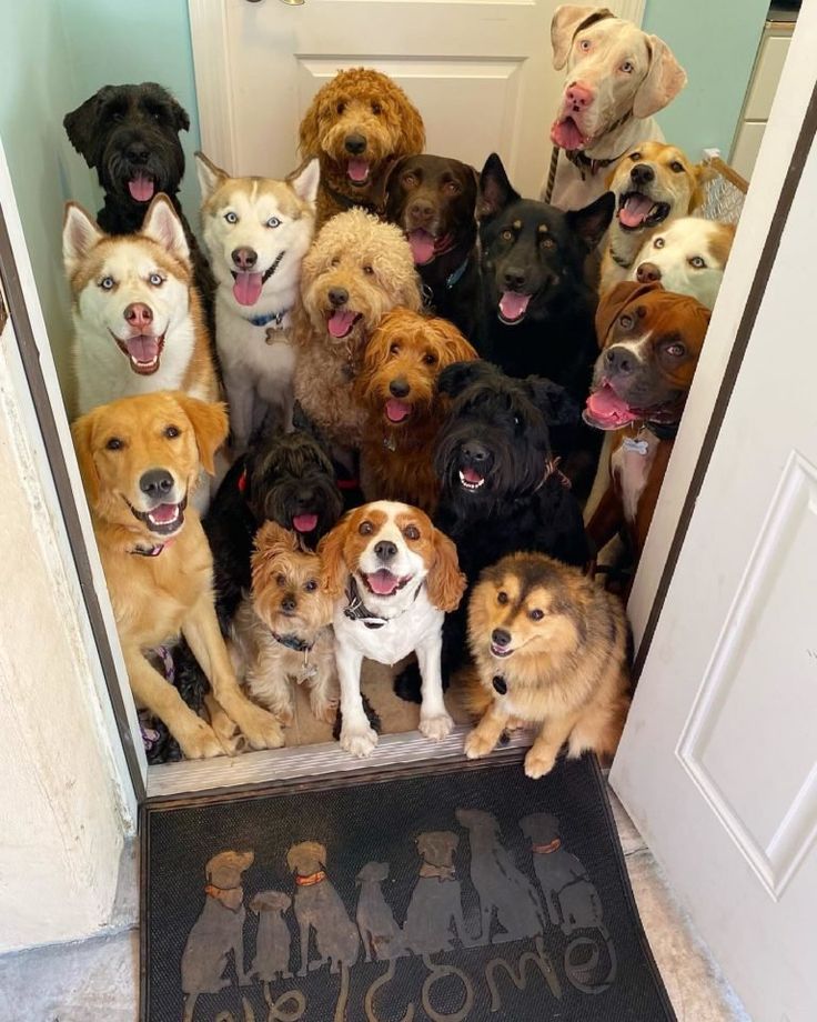 a bunch of dogs that are standing in the door way with their mouths open and tongue out