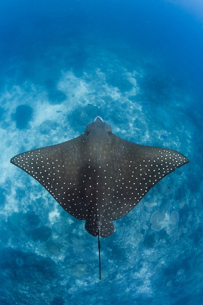 a manta ray swims in the blue water