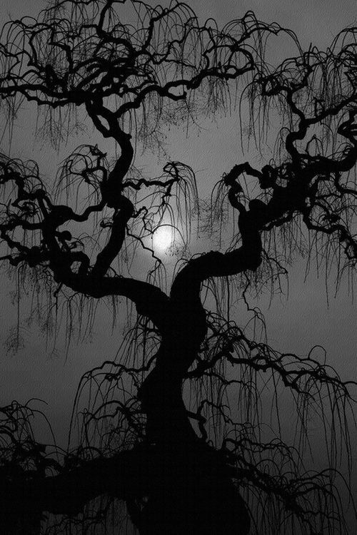 a tree with the moon in the background and branches hanging down from it's branches