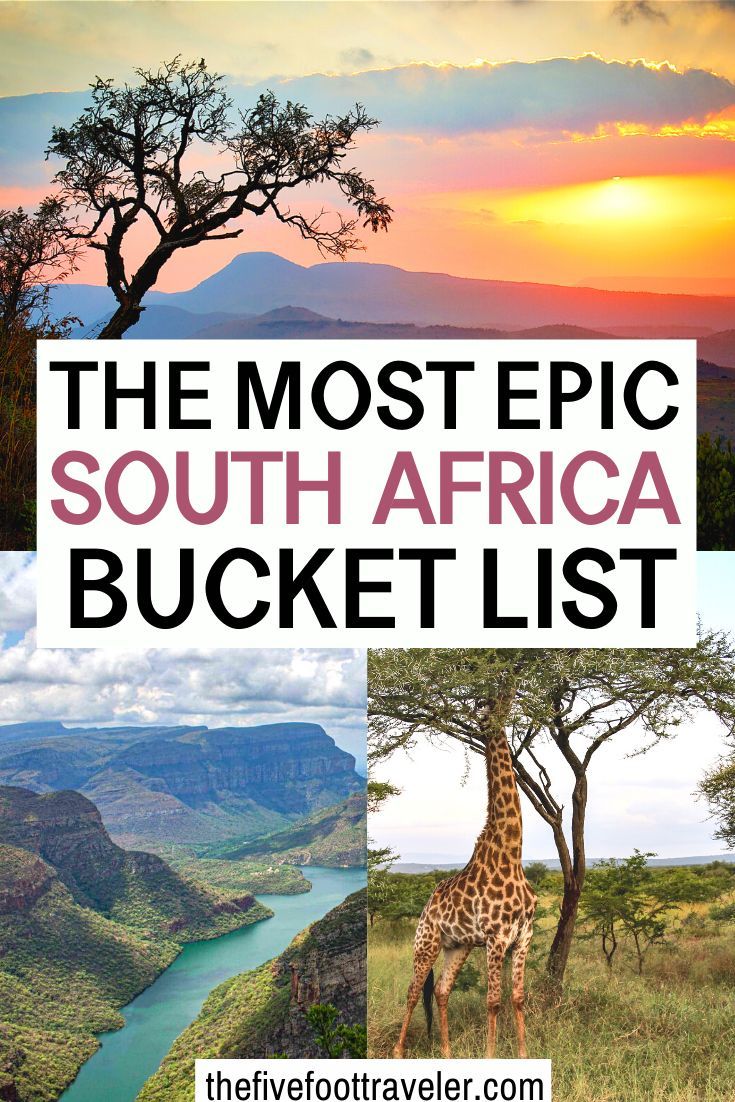 the most epic south africa bucket list with pictures of giraffes and other wildlife