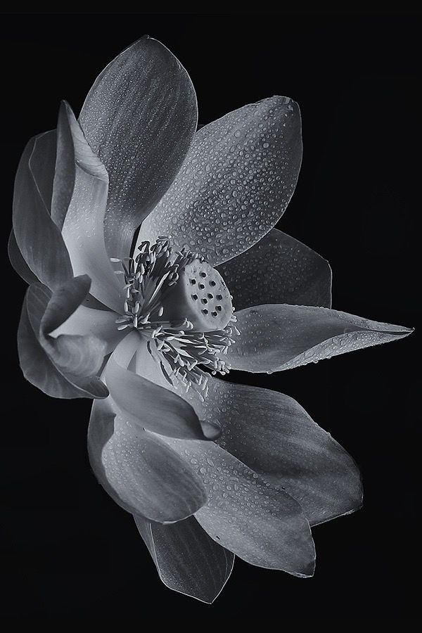 a black and white photo of a flower with water droplets on it's petals