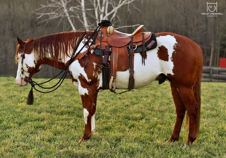 a brown and white horse standing on top of a lush green field