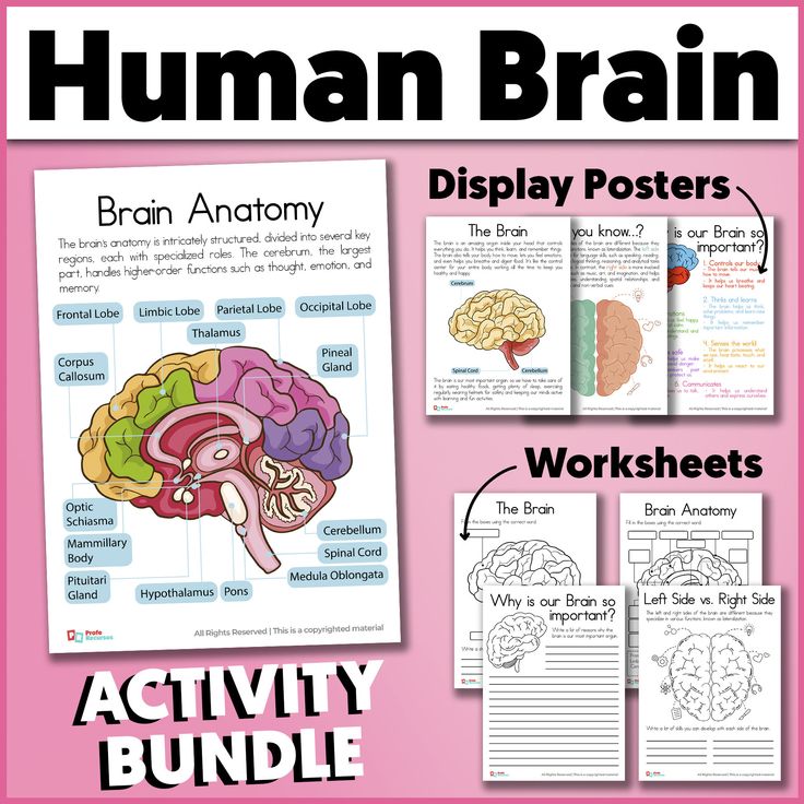 the human brain display posters and worksheets are shown in pink with black text