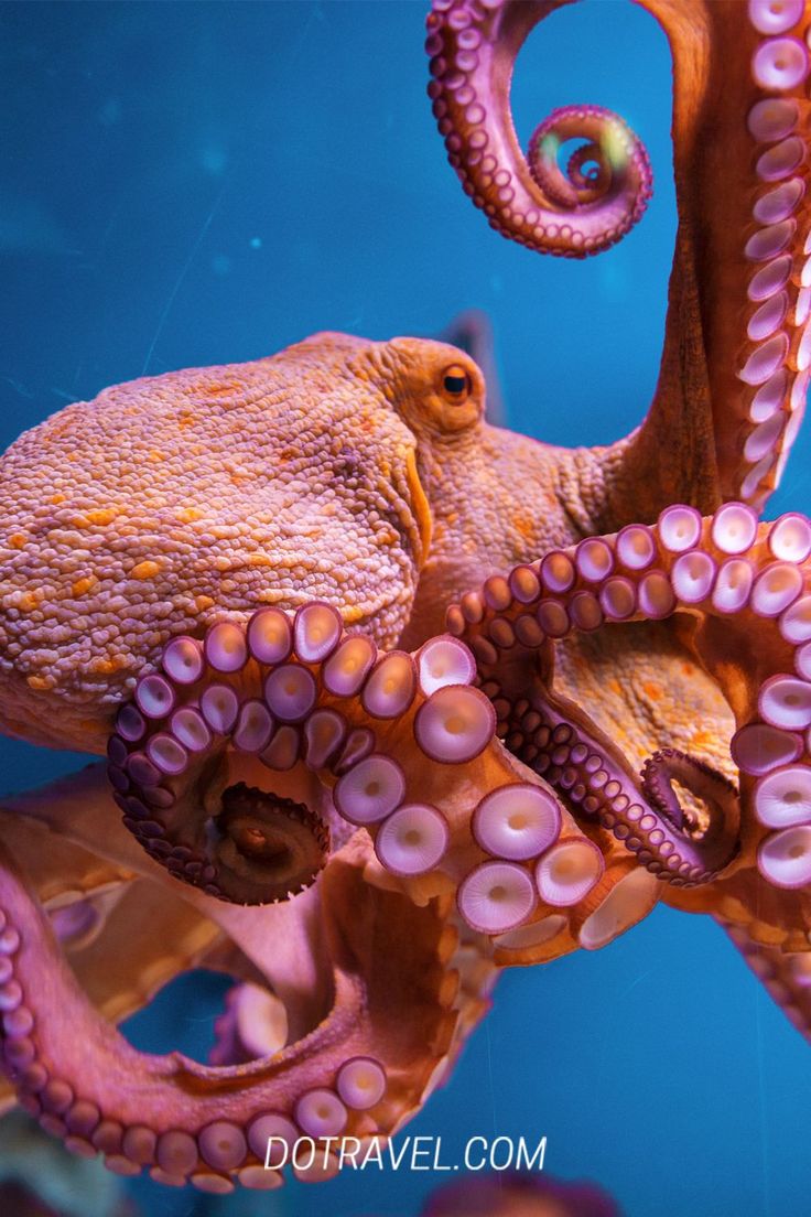 an octopus is swimming in the water