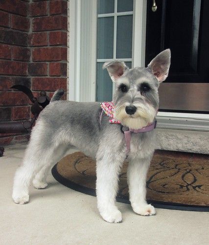 a small gray and white dog standing in front of a door with a pink collar