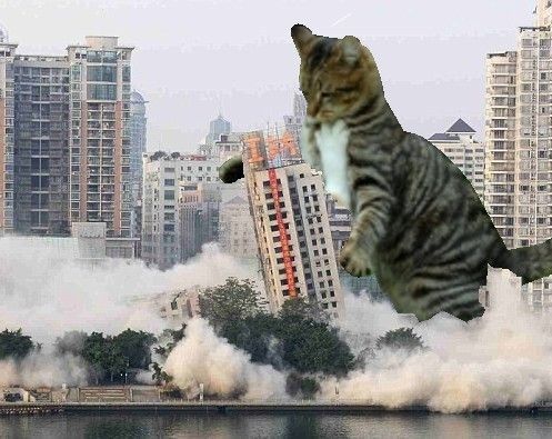 a cat is jumping in the air over water