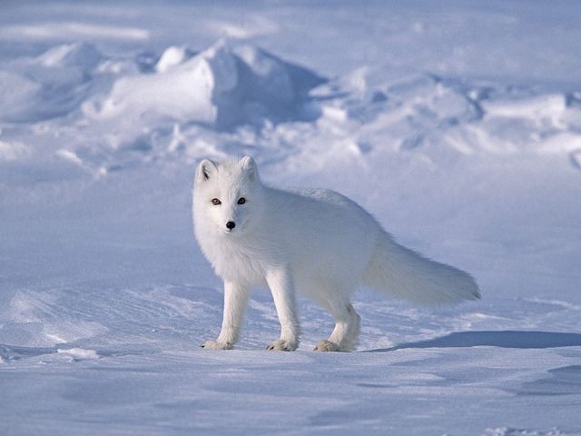 an arctic fox standing in the snow