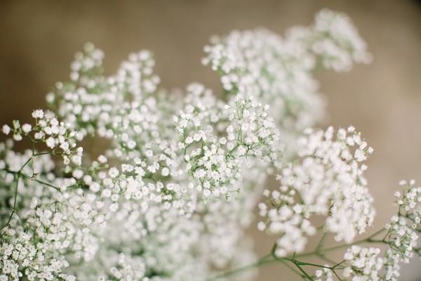 small white flowers are in a glass vase