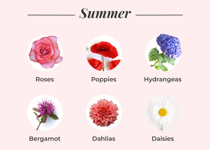 different flowers are shown in the shape of circles on a pink background with text that reads, summer