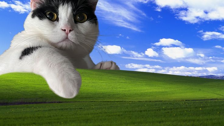 a black and white cat laying on top of a lush green field under a blue sky