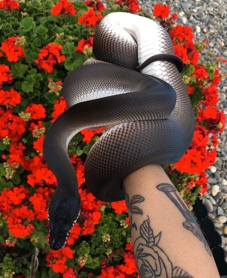 a black and white snake on the arm of a person with flowers in the background