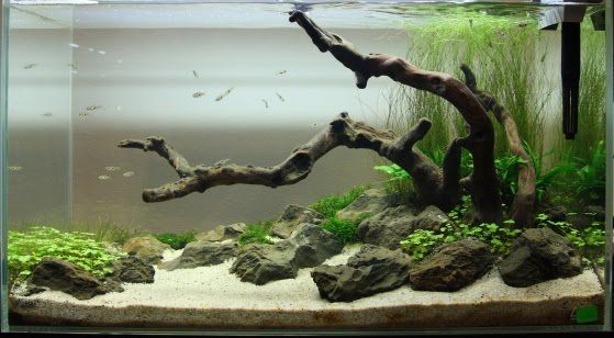 an aquarium filled with plants and rocks in it's water tank at the bottom is a dead tree branch