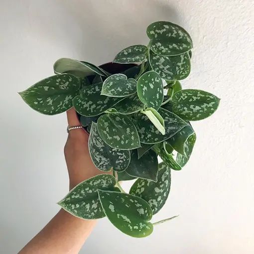 a person holding a potted plant in their left hand with white spots on it