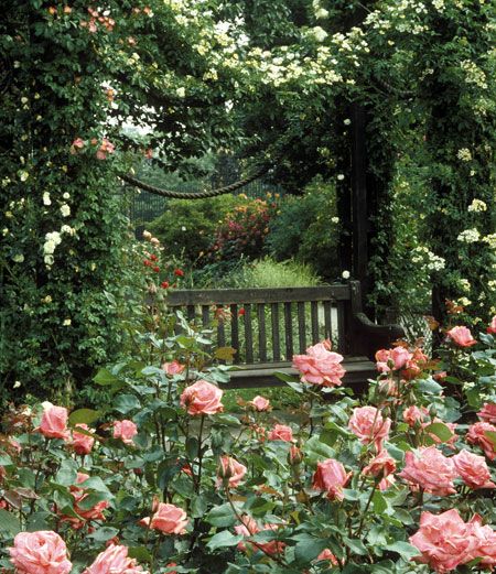 a wooden bench surrounded by pink roses and greenery in a park like setting,