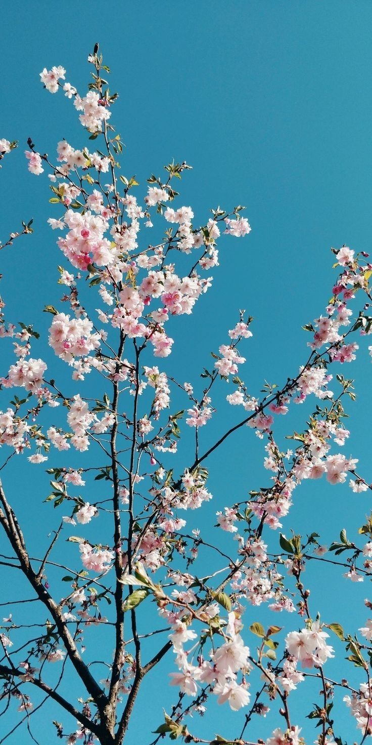 pink flowers are blooming on the branches of a tree against a bright blue sky