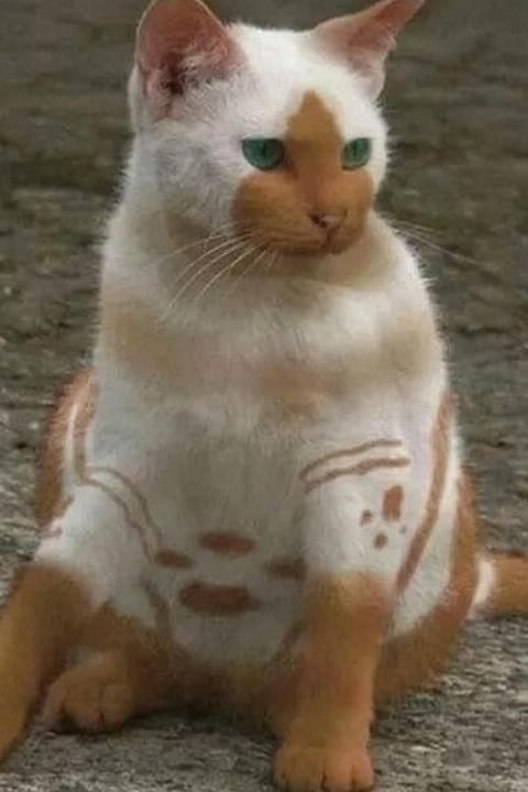 a cat with green eyes sitting on the ground