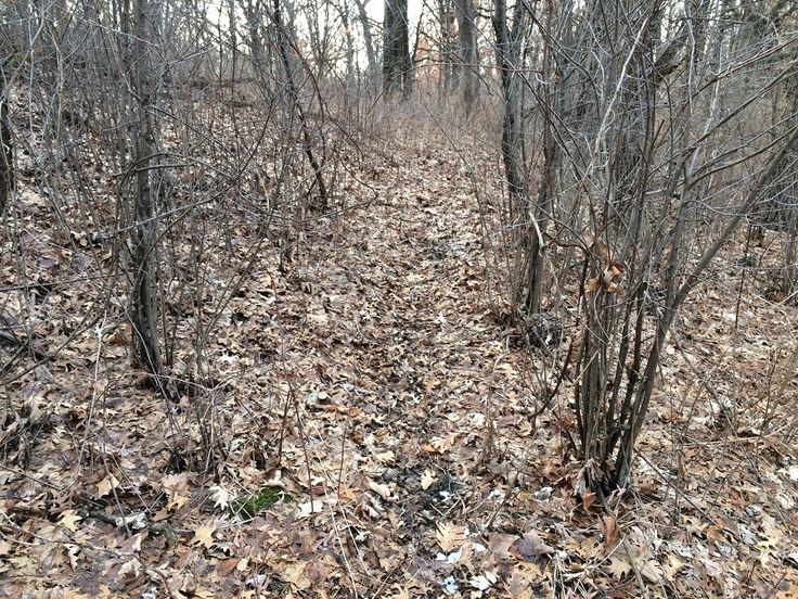 leaves on the ground and trees in the background with no leaves or branches to be seen