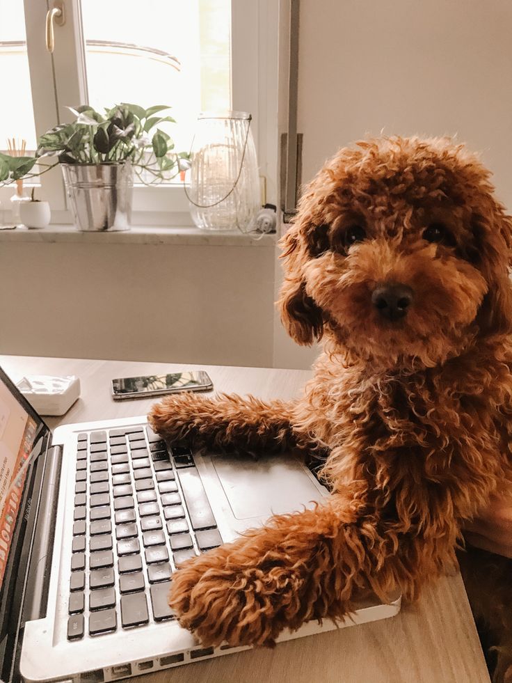 a brown dog sitting on top of a laptop computer