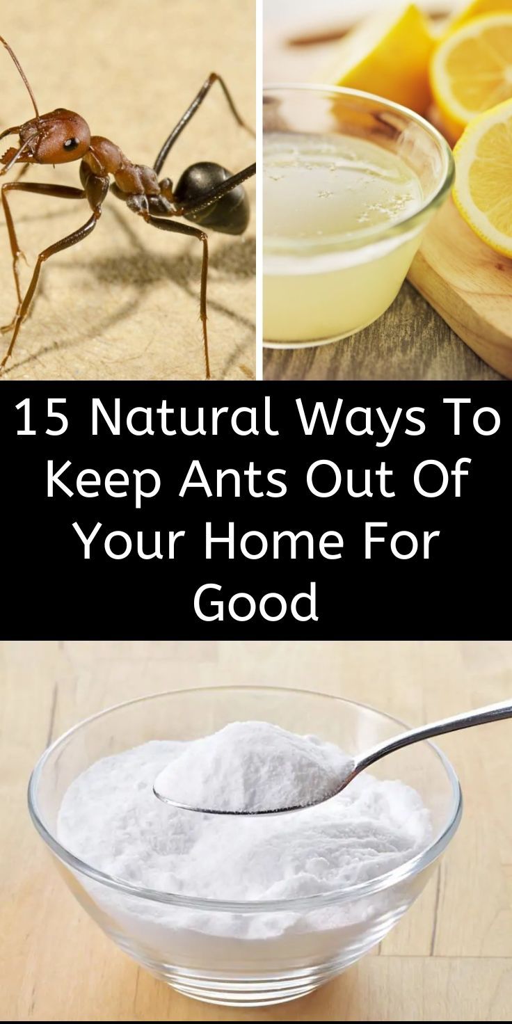 the top five natural ways to keep ants out of your home