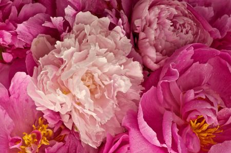 pink flowers with yellow stamens are in the middle of a bouquet, close up