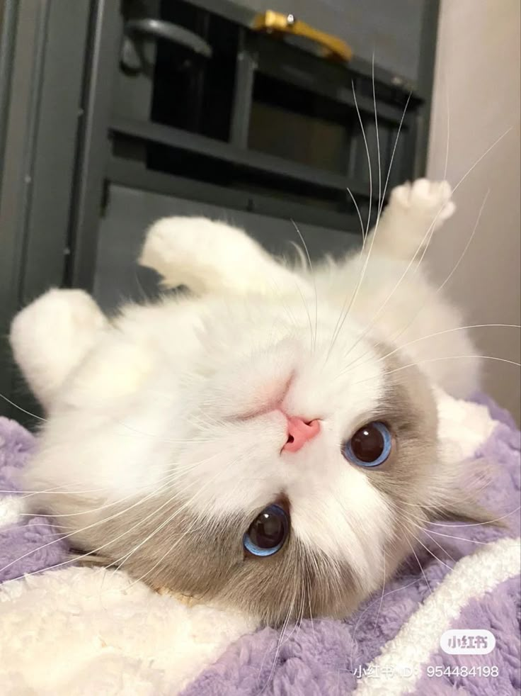 a white cat laying on top of a purple blanket