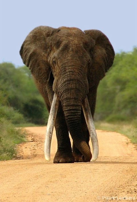 an elephant with tusks walking down a dirt road